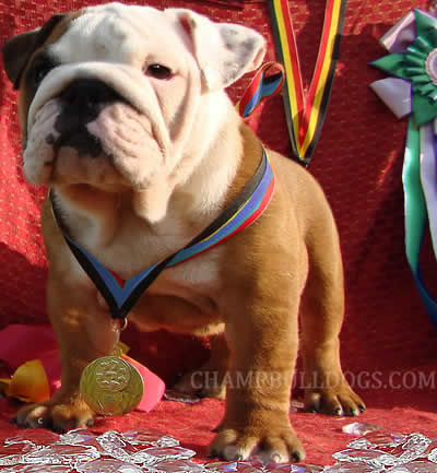 English Bulldog pictures